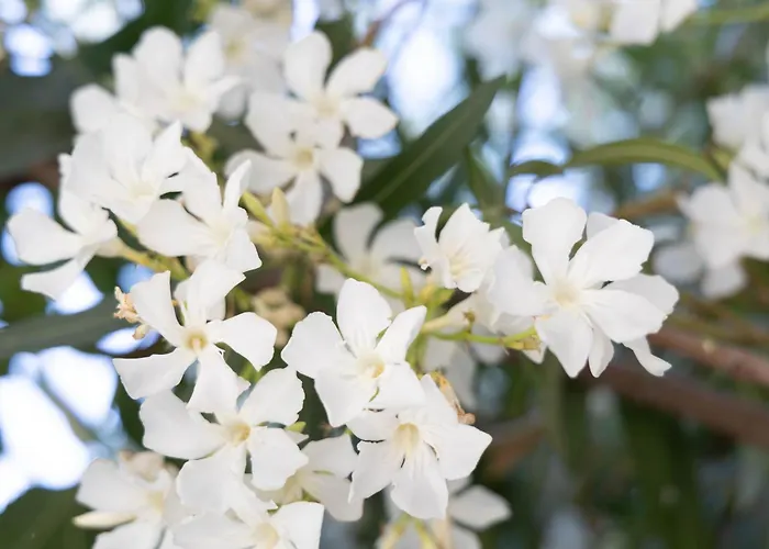 Astradeni Nea Poteidaia